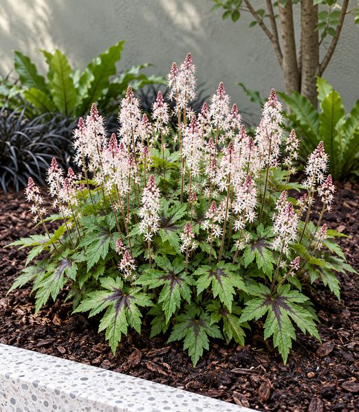 Tiarella ‘Sugar and Spice’
